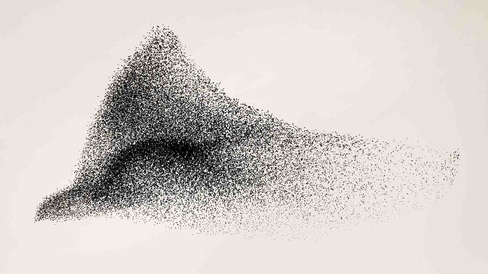 Eagle Murmuration